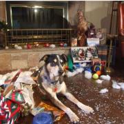 large_Christmas dog.JPG